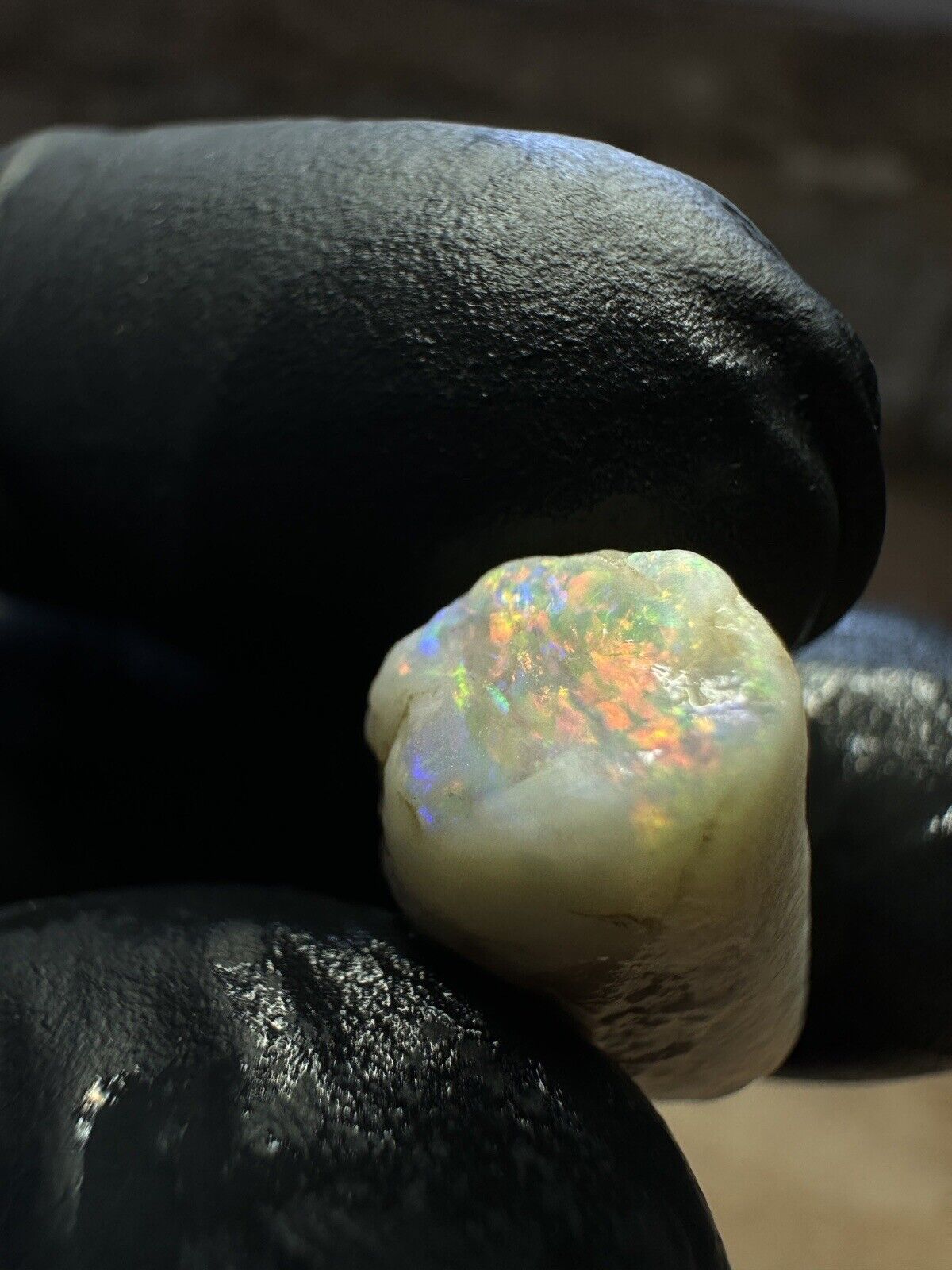 Coober Pedy 12.1ct Opalized Belemnit Pipe Piece with Incredible Colour