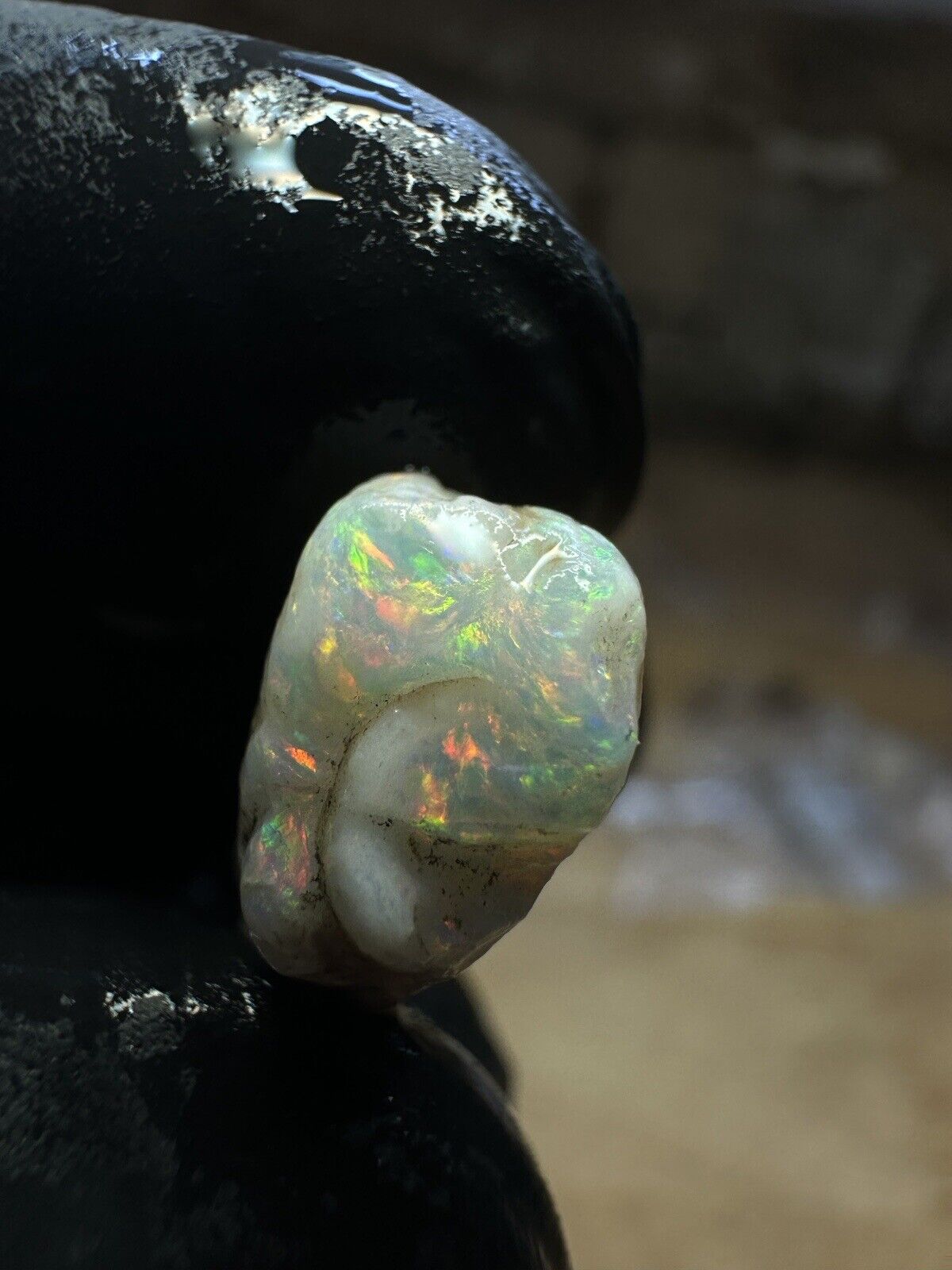 Coober Pedy 12.1ct Opalized Belemnit Pipe Piece with Incredible Colour