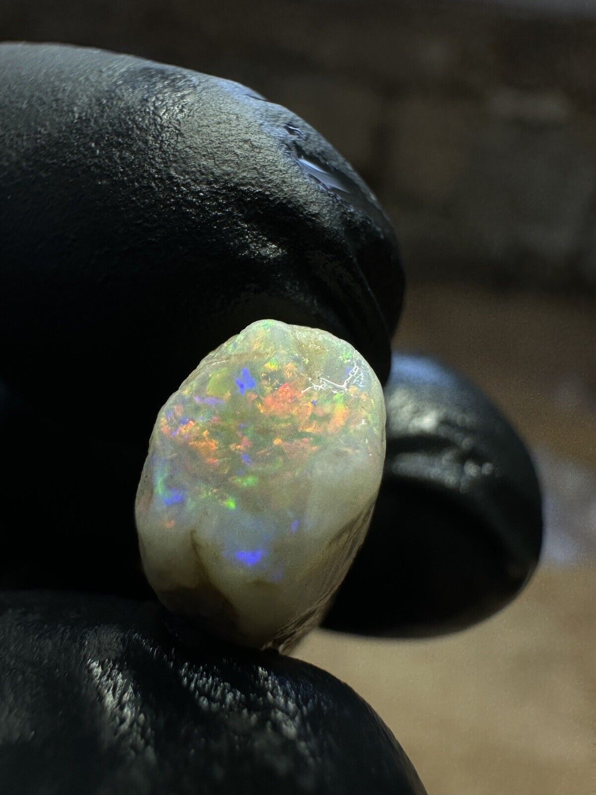 Coober Pedy 12.1ct Opalized Belemnit Pipe Piece with Incredible Colour