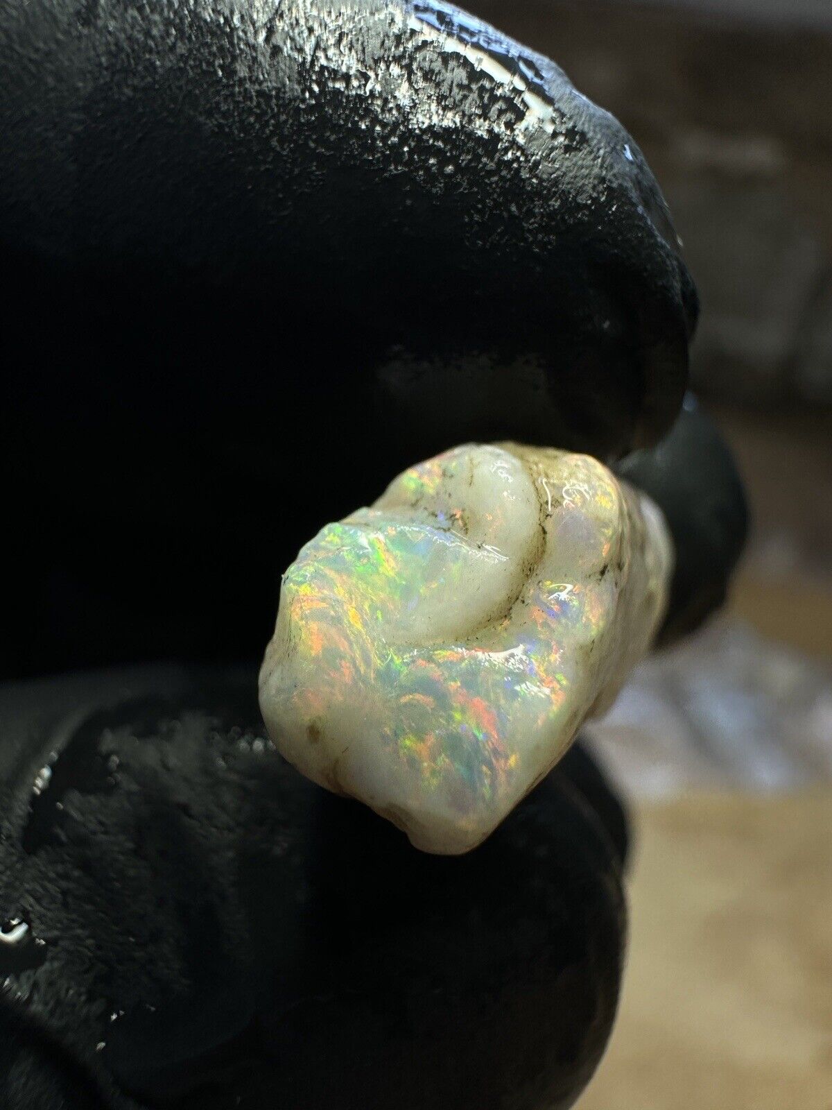 Coober Pedy 12.1ct Opalized Belemnit Pipe Piece with Incredible Colour