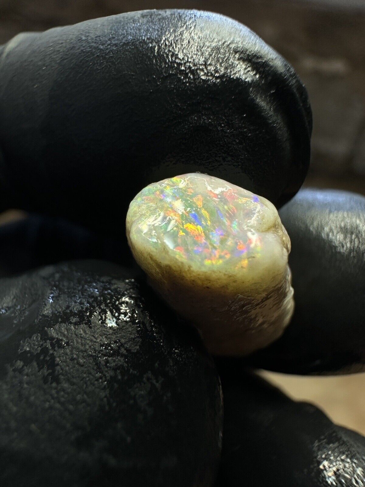 Coober Pedy 12.1ct Opalized Belemnit Pipe Piece with Incredible Colour